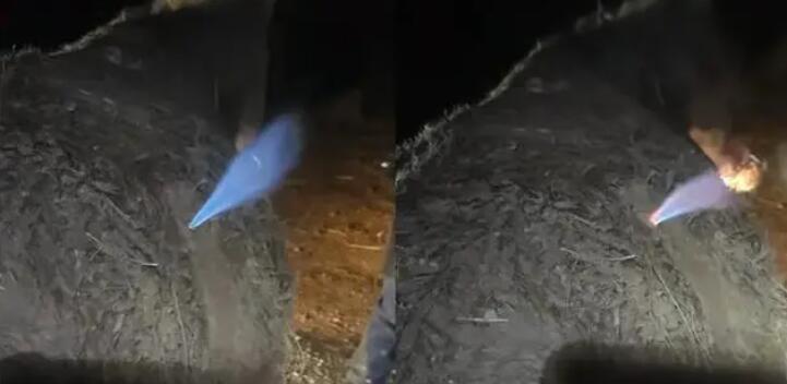 骡子肚子发胀兽医放气点火
