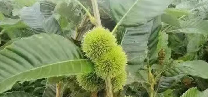 留学生在意大利把马栗当板栗