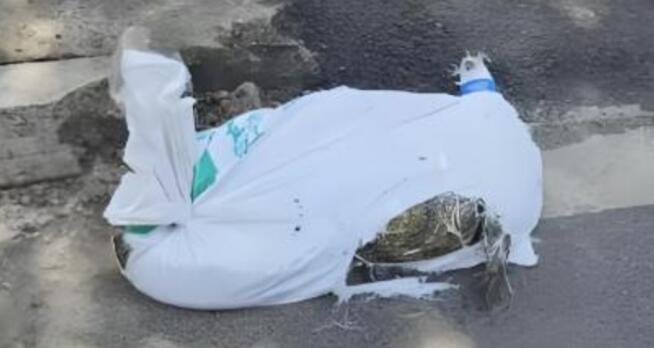 广州跑腿骑手送鳄鱼被抓