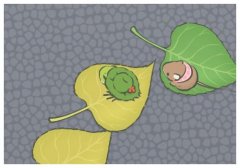 ���հ���������Ѫ����,����������Ч��